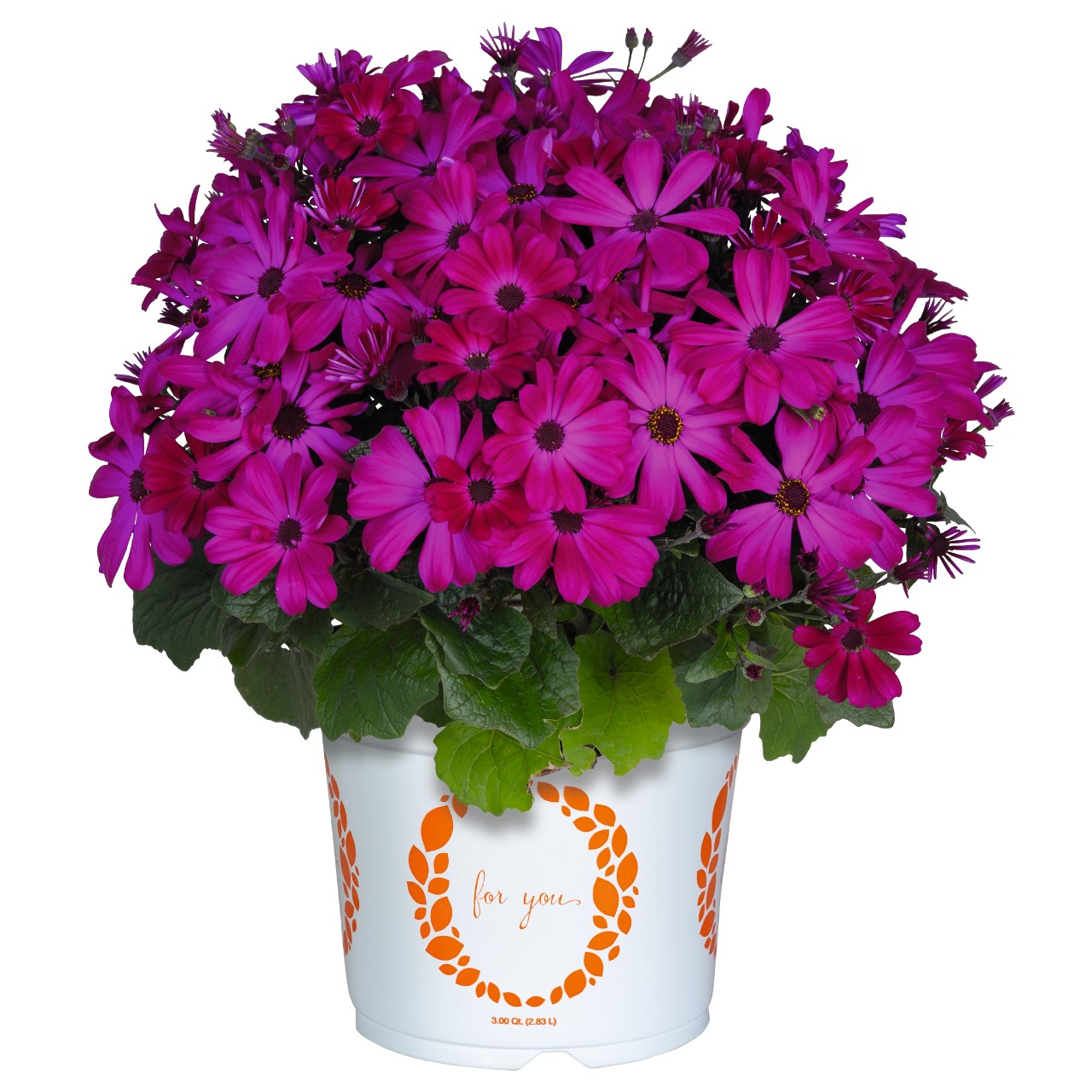 Перикаллис Mandala Plus Magenta
