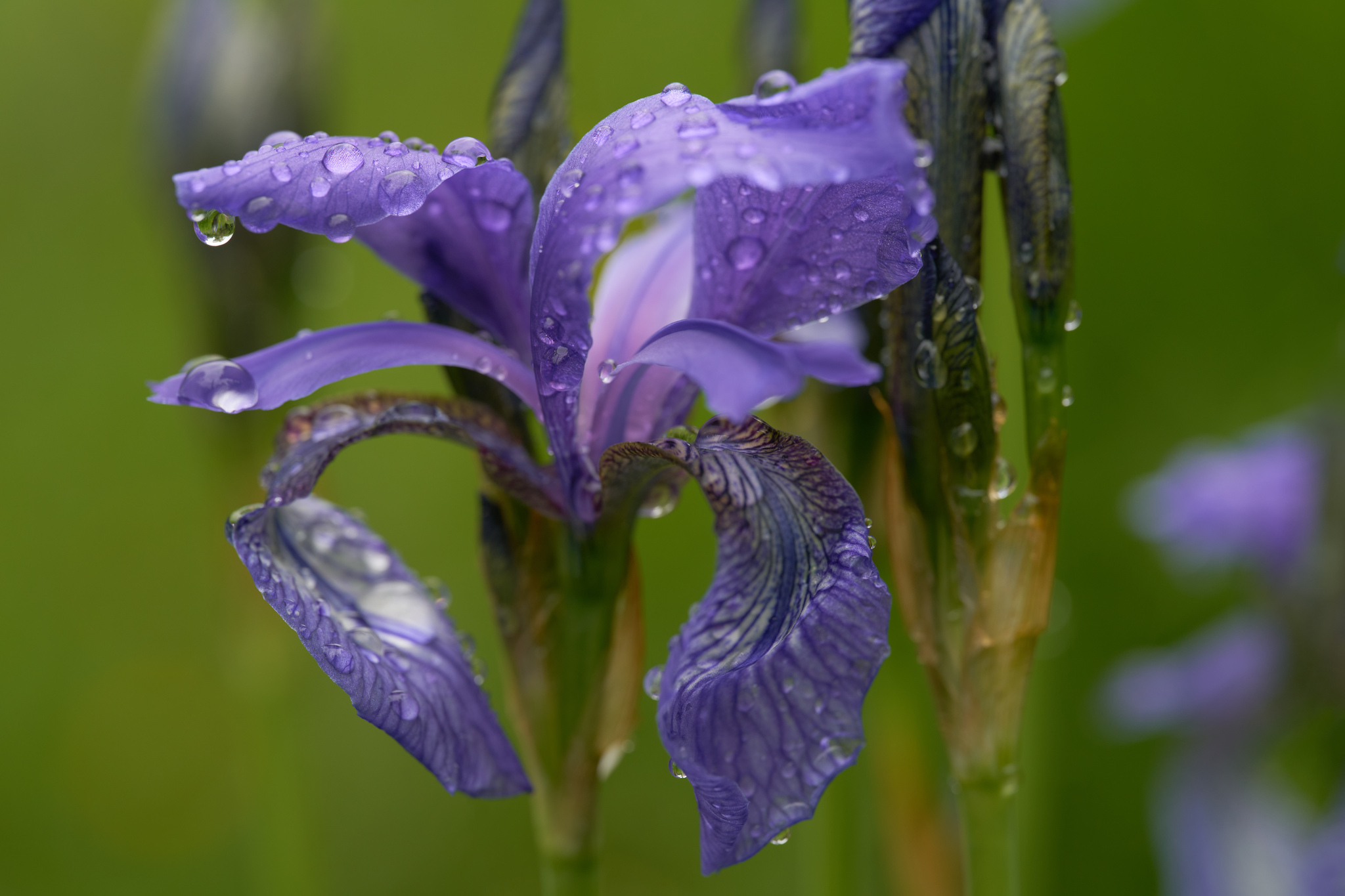 international backfill (iNaturalist): Iris Sibirica