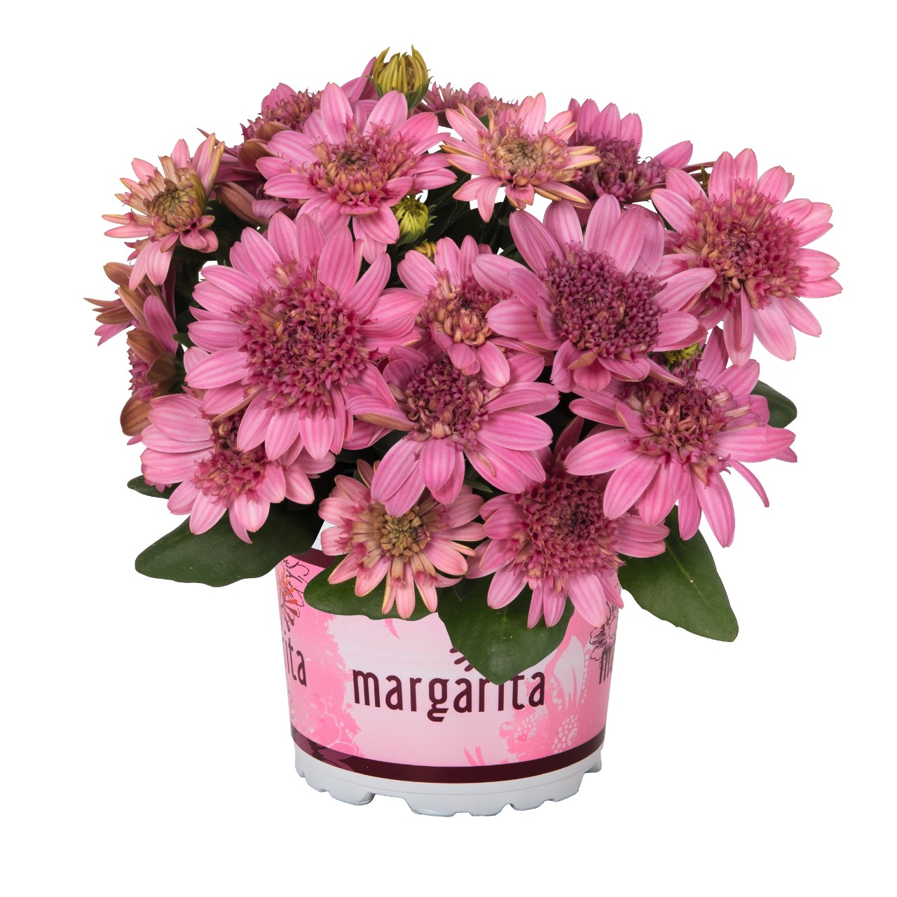 Остеоспермум Margarita Double Pink