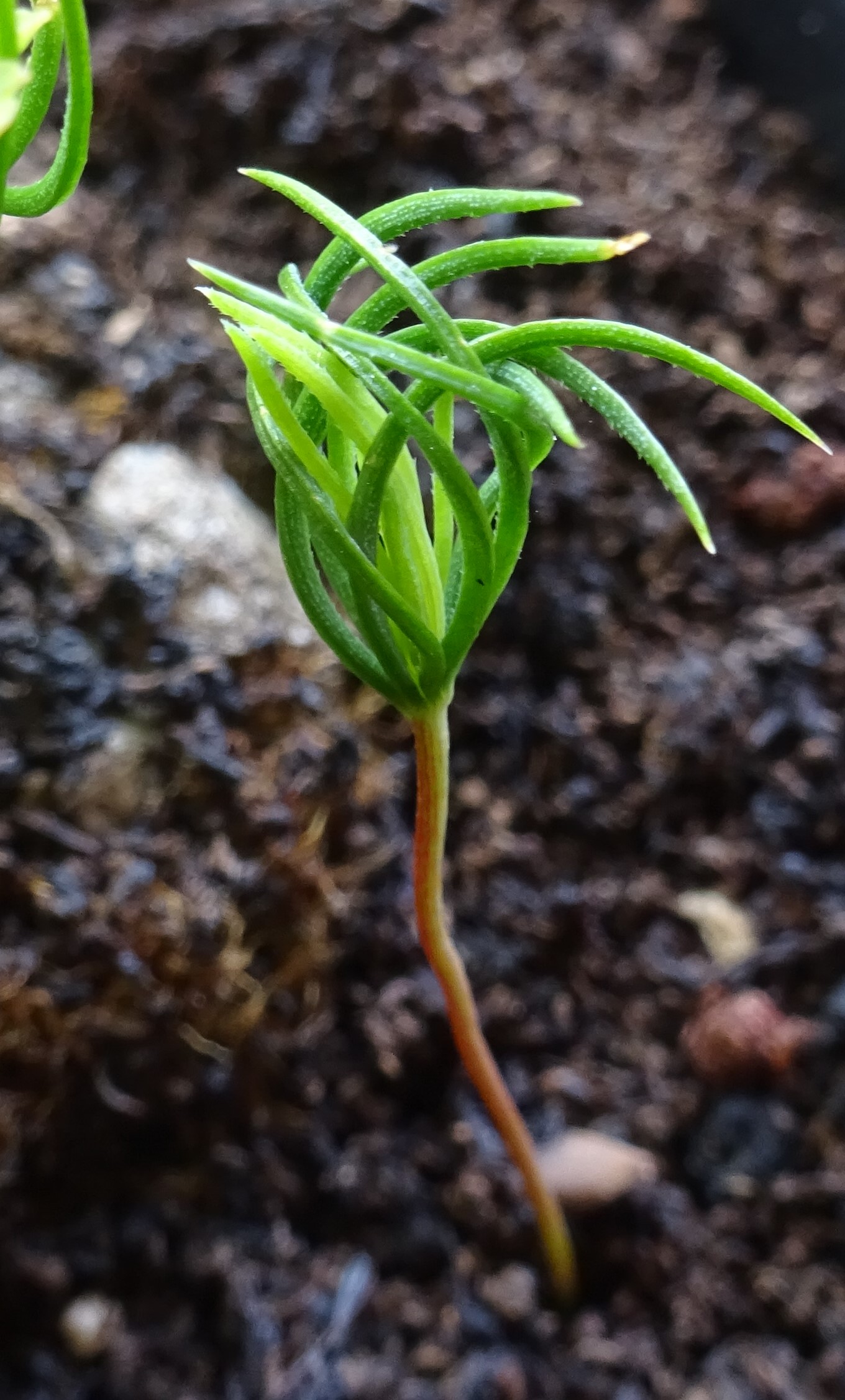 Ель ситхинская (Picea sitchensis Silberzwerg)