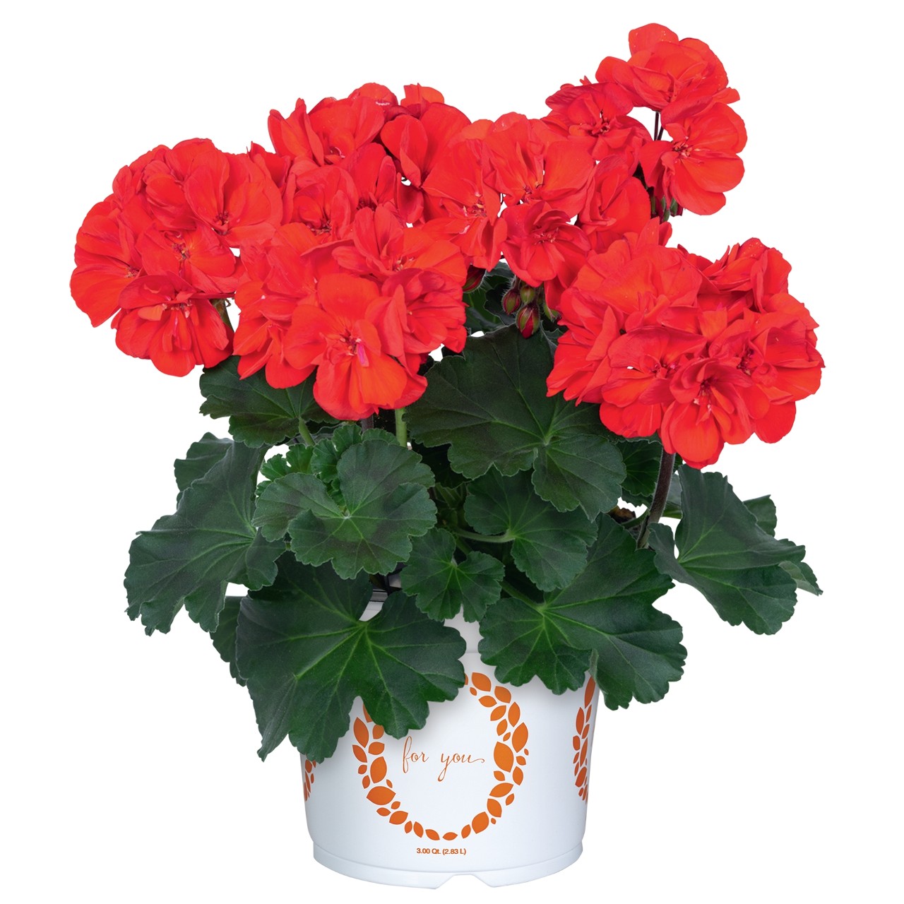 Пеларгония Savannah Bright Red
