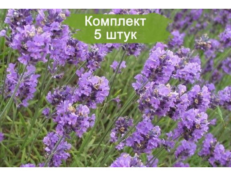 Лаванда ОБЫЧНАЯ