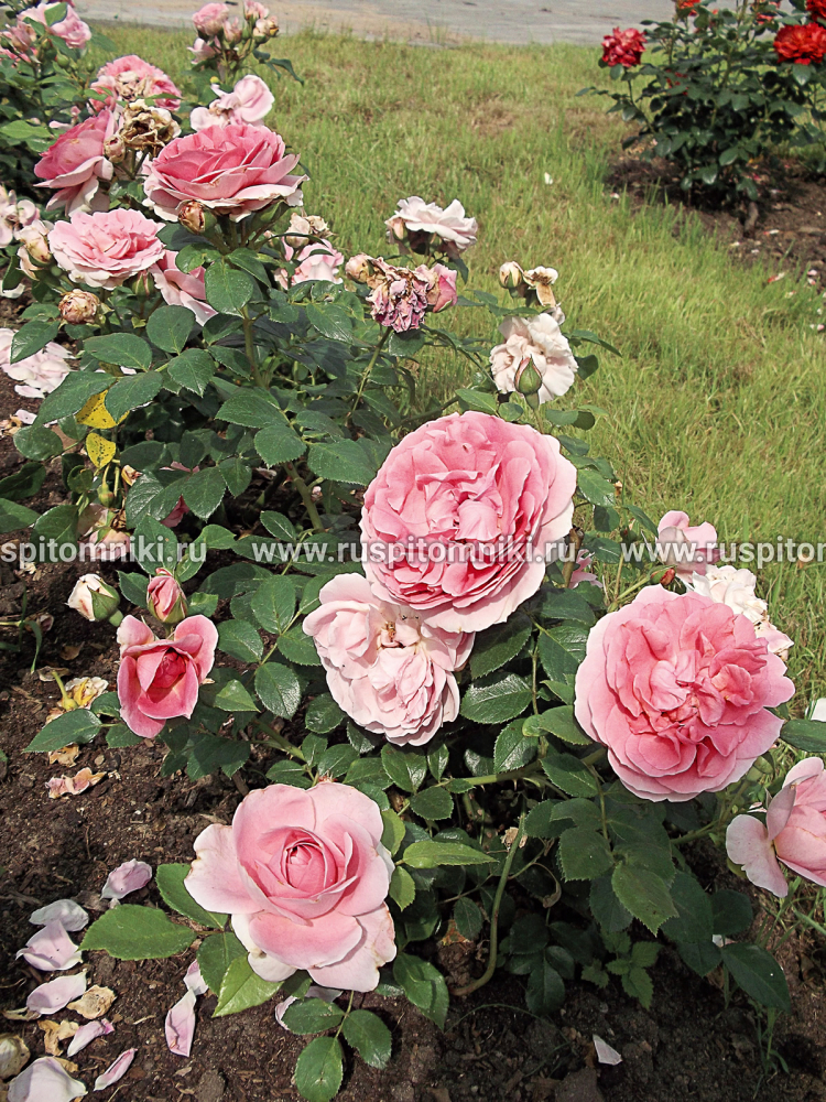 Розы Флорибунда Garden of Roses