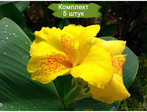 Канны Солнечная красавица