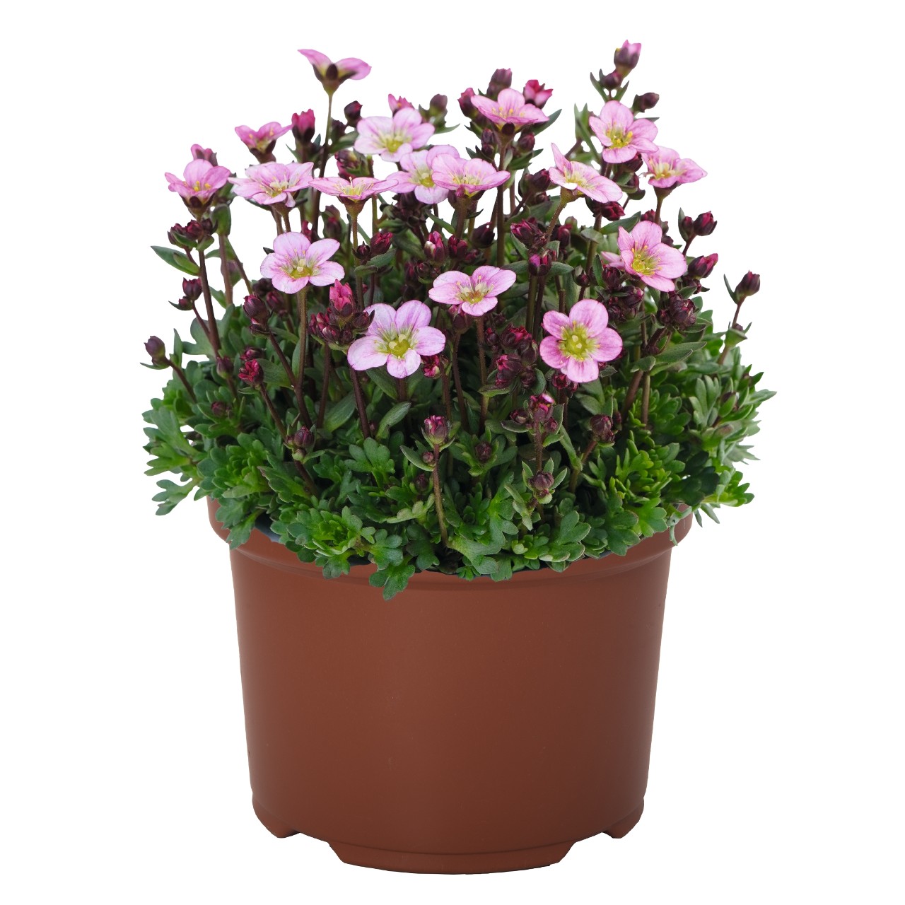 Камнеломка Scenic Light Pink