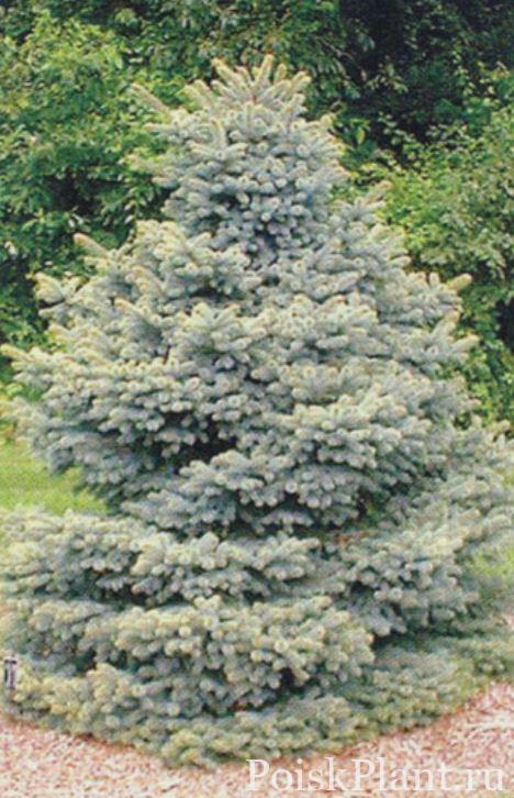 Ель колючая Walnut Glen