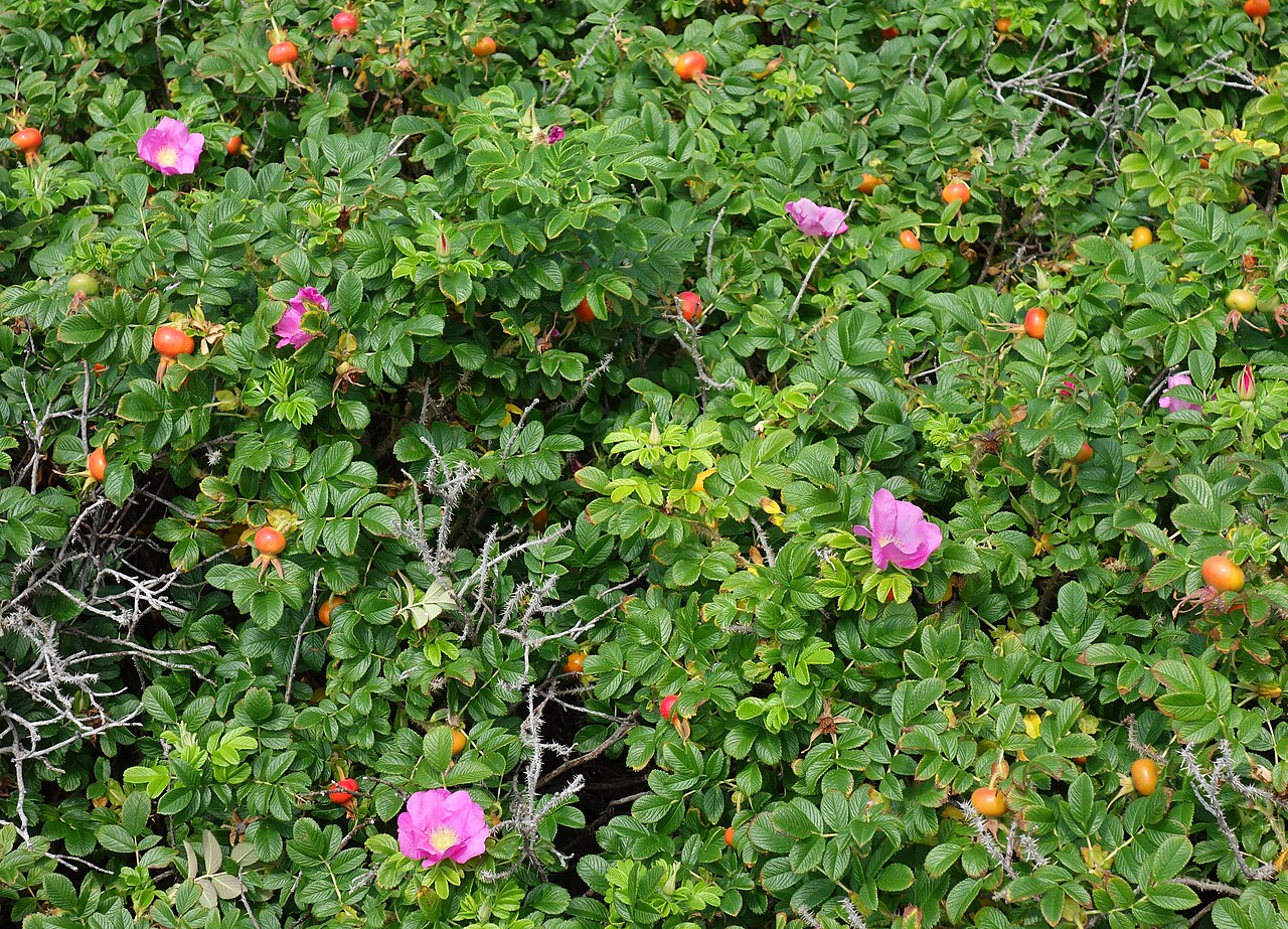 Роза морщинистая 'Rotes Meer' Red RB / Rosa rugosa 'Rotes Meer' Red