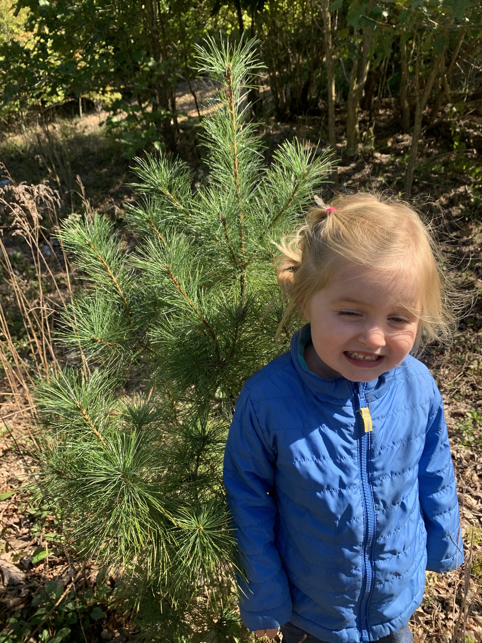 international backfill (iNaturalist): Pinus strobus