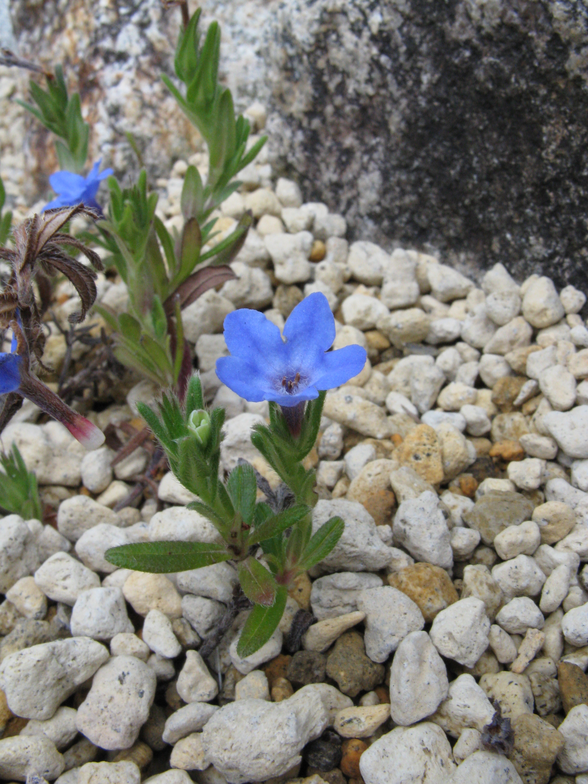 Литодора раскидистая Heavenly Blue