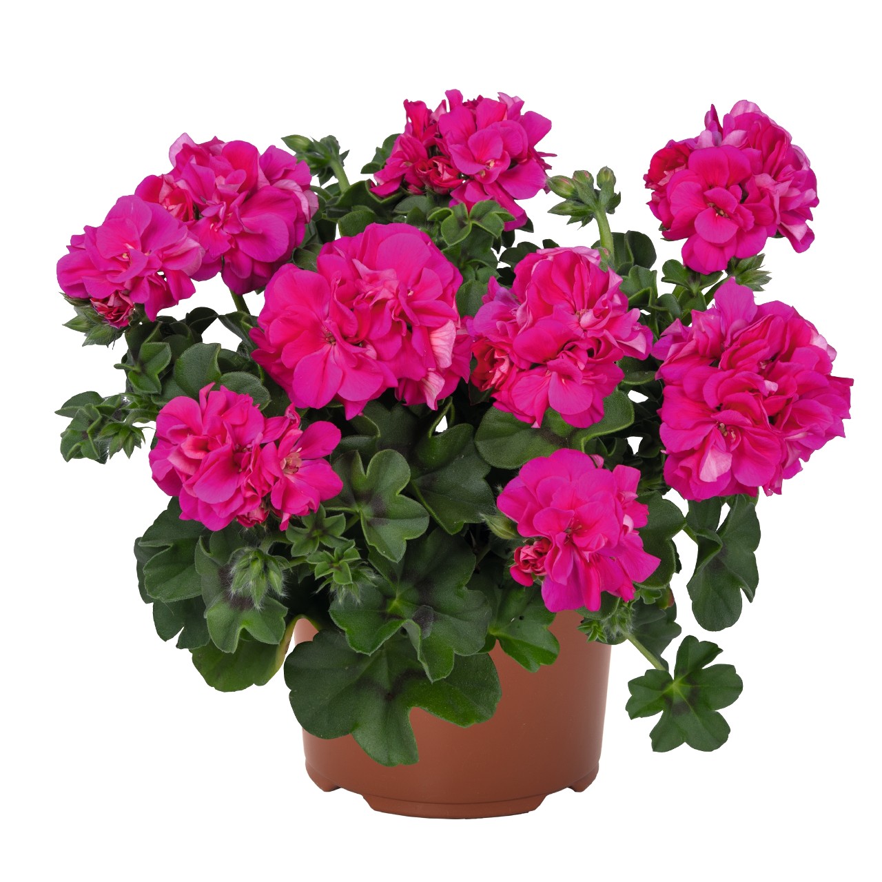 Пеларгония Atlantic Fuchsia