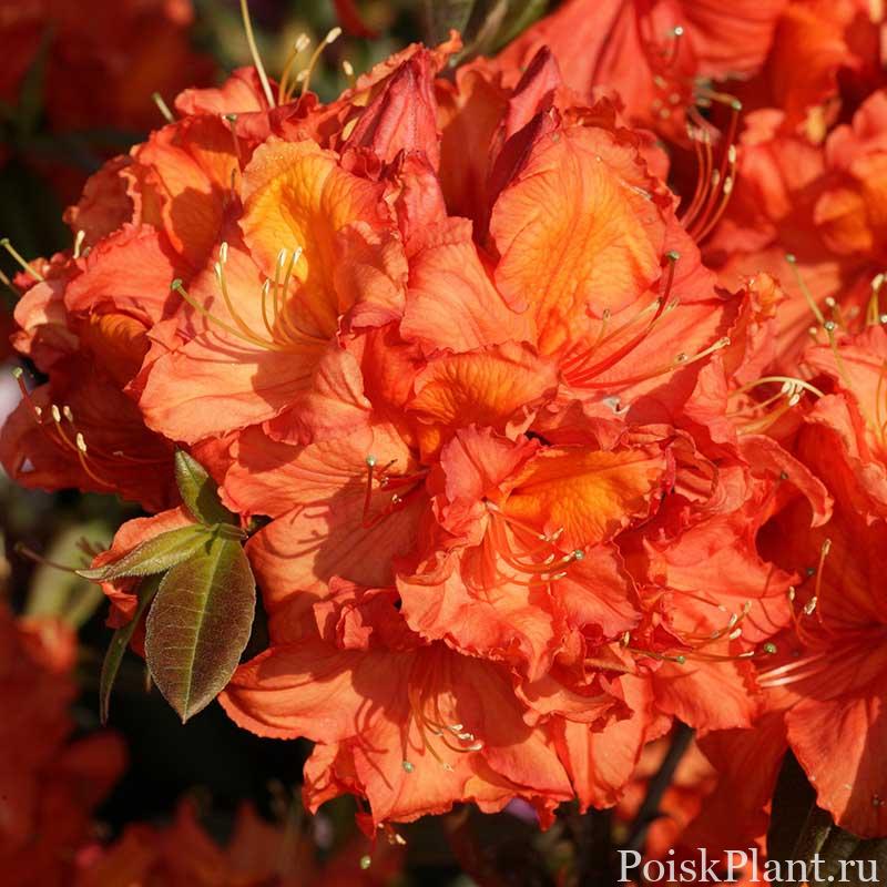 Азалия гибридная Apricot