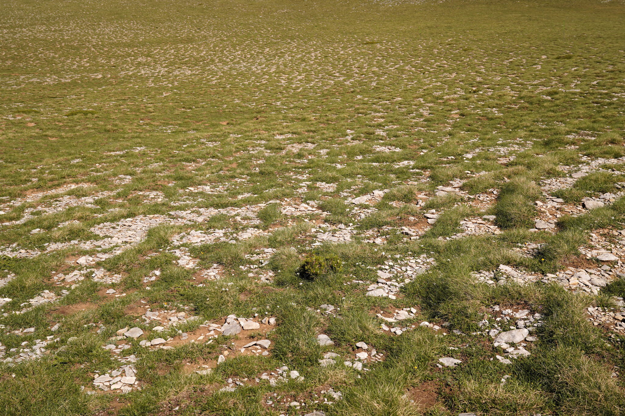 international backfill (iNaturalist): Pinus leucodermis