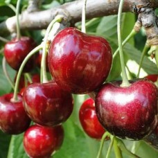 Черешня Мичуринская поздняя 3-летняя ЗКС