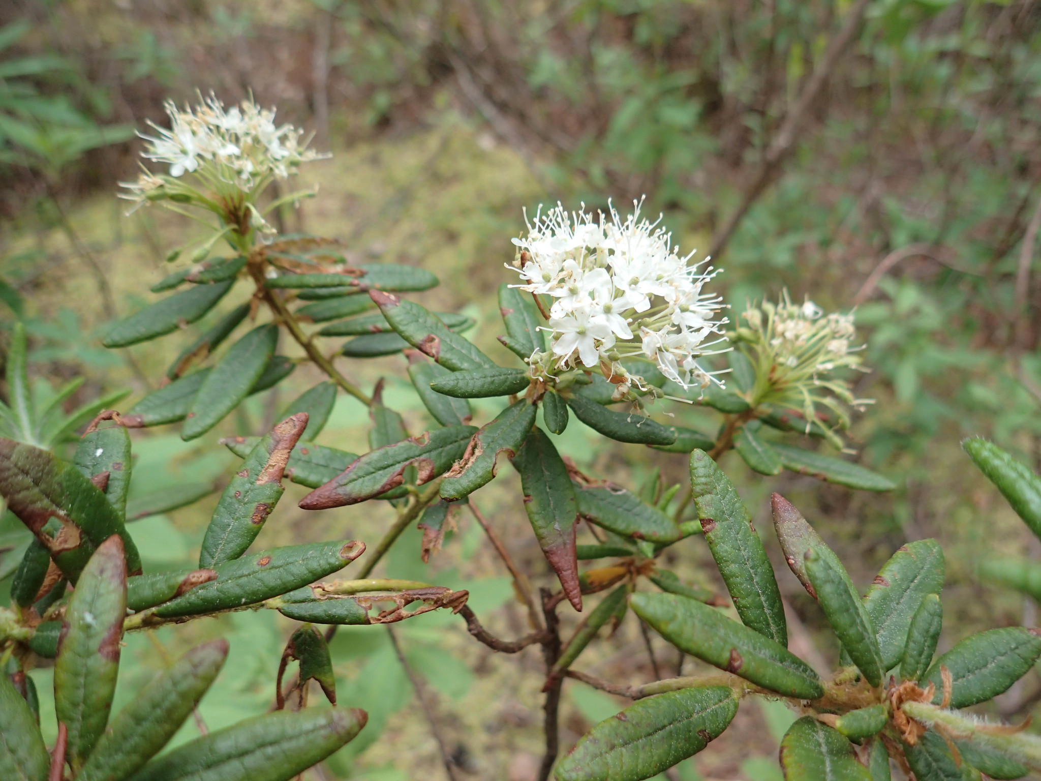 international backfill (iNaturalist): Rhododendron