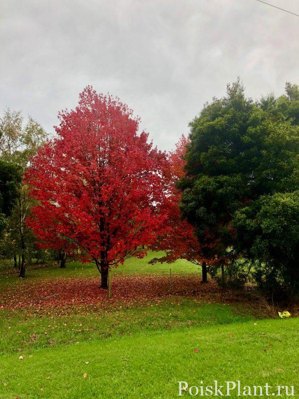 Клен красный October Glory