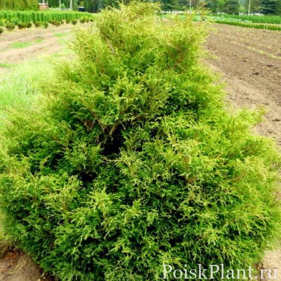 Кипарисовик горохоплодный Filifera Gracilis