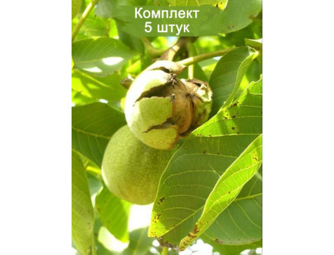 ГРЕЦКИЙ ОРЕХ АВРОРА