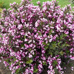 Вейгела "Purpurea Nana"