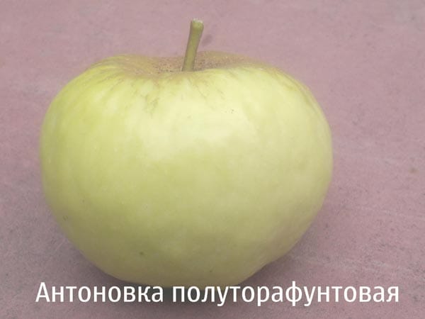 Яблоня Антоновка полуторафунтовая