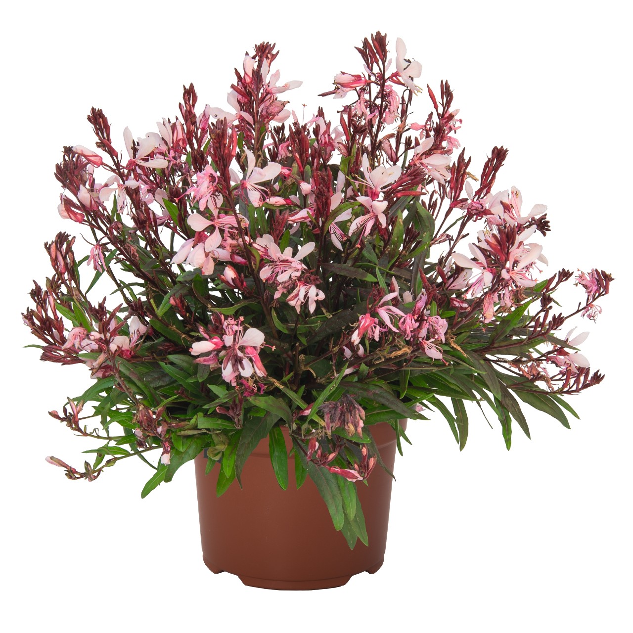 Гаура Graceful Light Pink