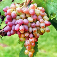 Виноград культурный Ливия (Vitis vinifera  )
