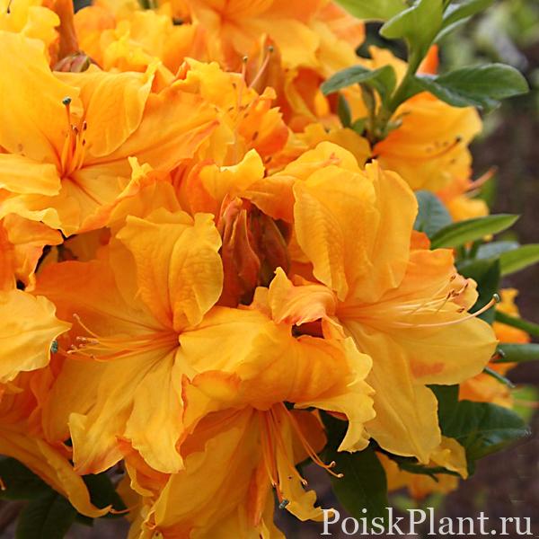 Азалия гибридная Sunte Nectarine
