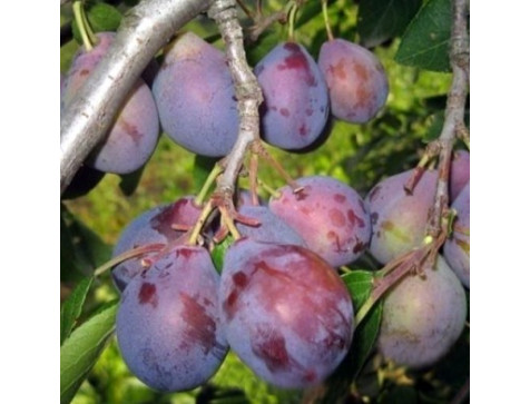 Слива Кубанский Карлик