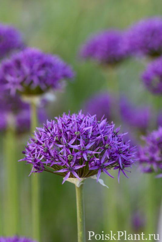 Лук стебельчатый Violet Beauty