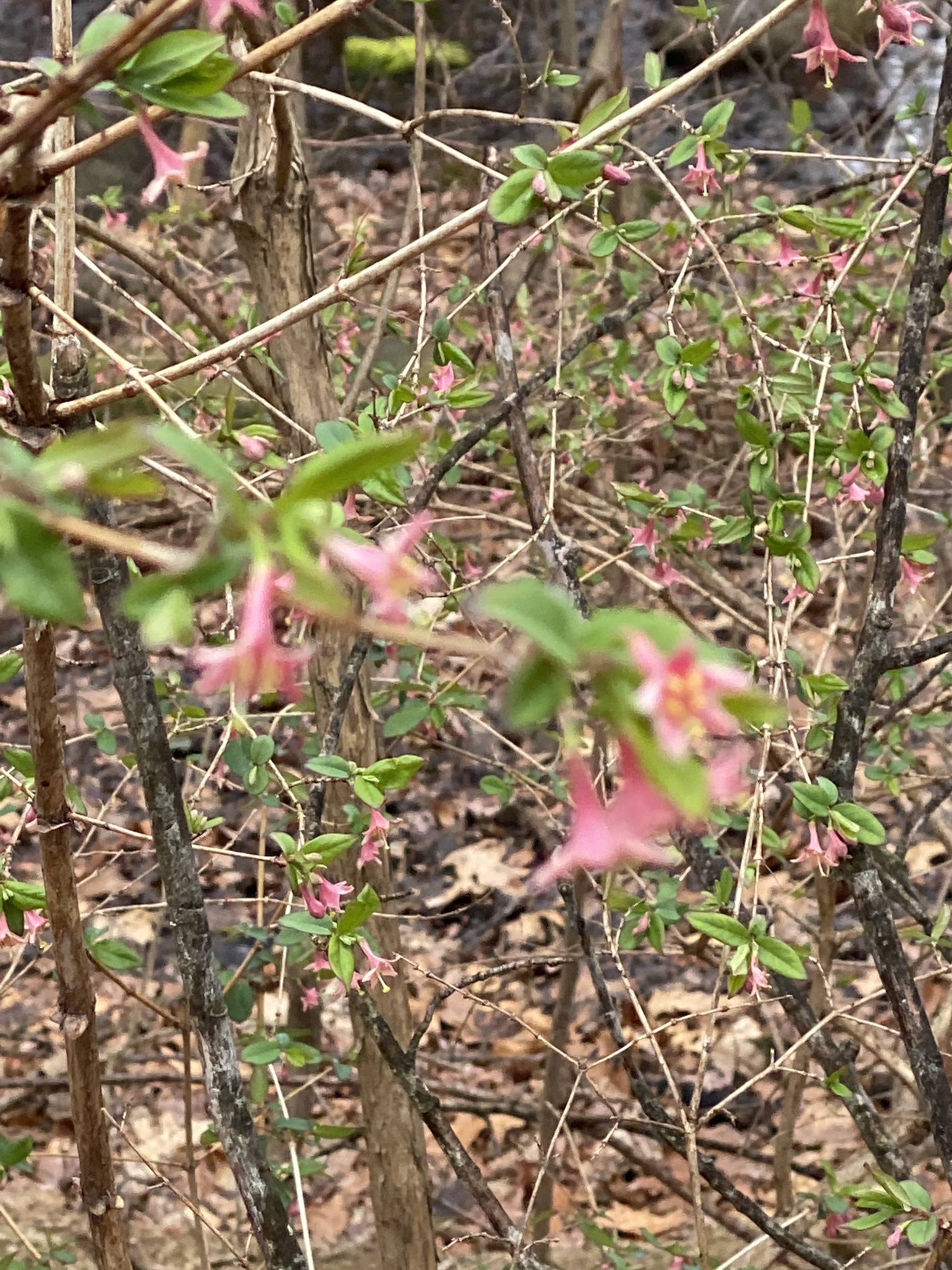 international backfill (iNaturalist): Lonicera