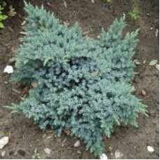 Можжевельник чешуйчатый (Juniperus squamata Blue Star)