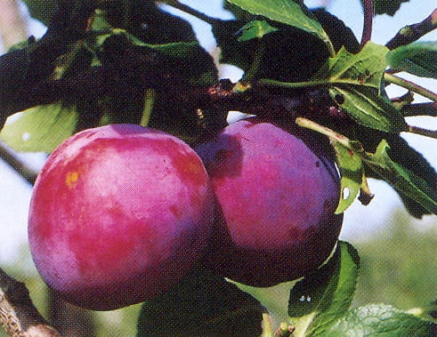 Слива Кооперативная
