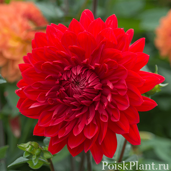 Георгина изменчивая Garden Wonder