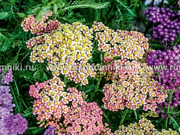 Гибридные сорта Summer Pastels