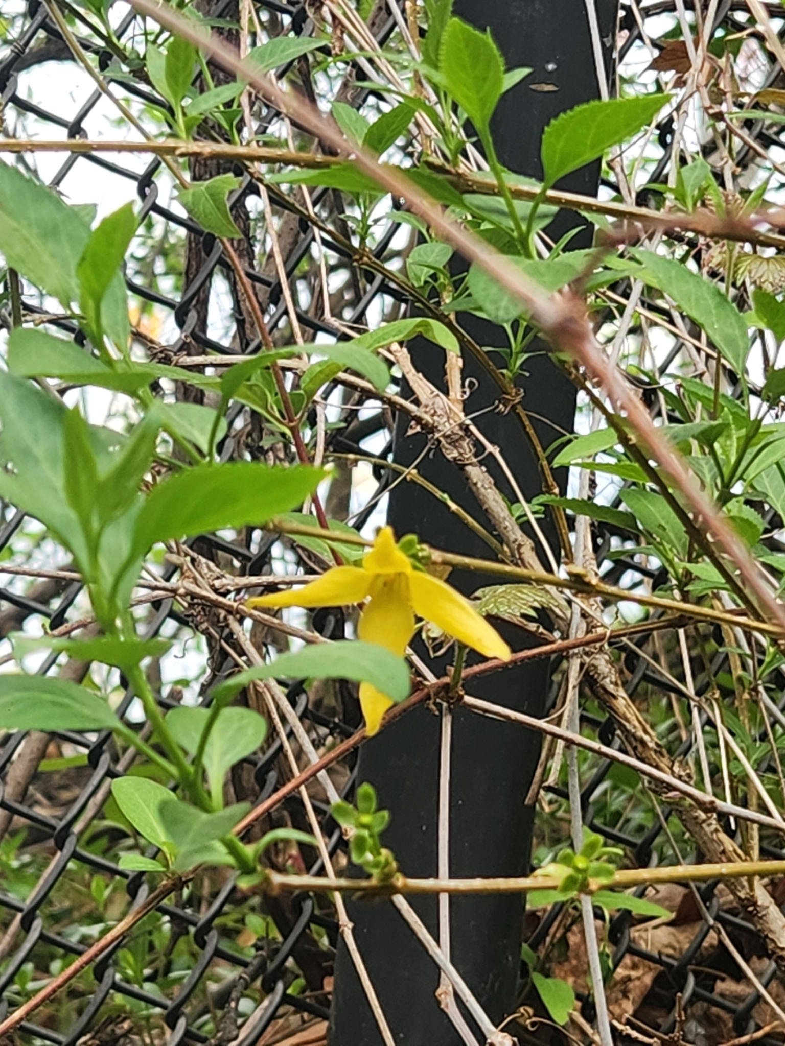 international backfill (iNaturalist): Forsythia