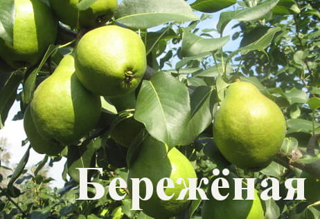 Груша Бережёная
