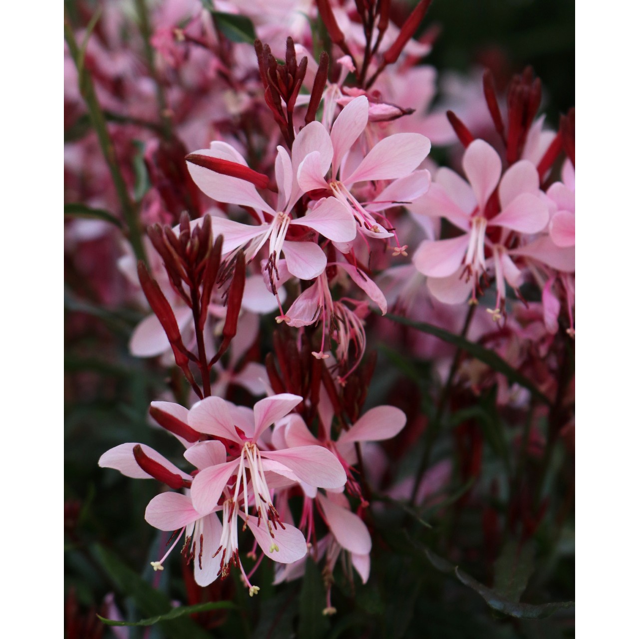 Гаура Graceful Light Pink