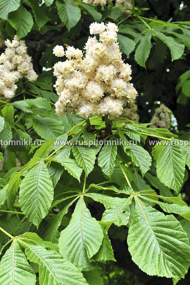 Конский каштан обыкновенный Baumannii` = A. hippocastanum var. plena