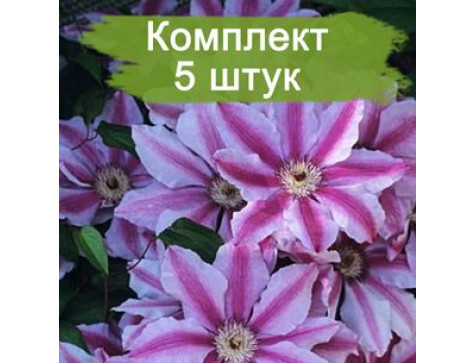 Клематис Малайя Гарнет