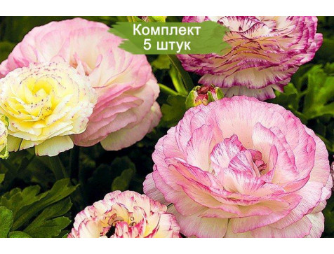 Ранункулюс Биколор