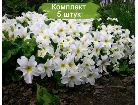 Примула Бесстебельная белая