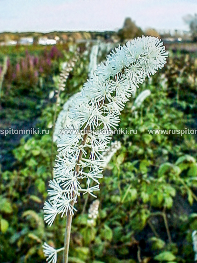 Цимицифуга простая White Pearl