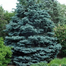 Ель колючая Hoopsii