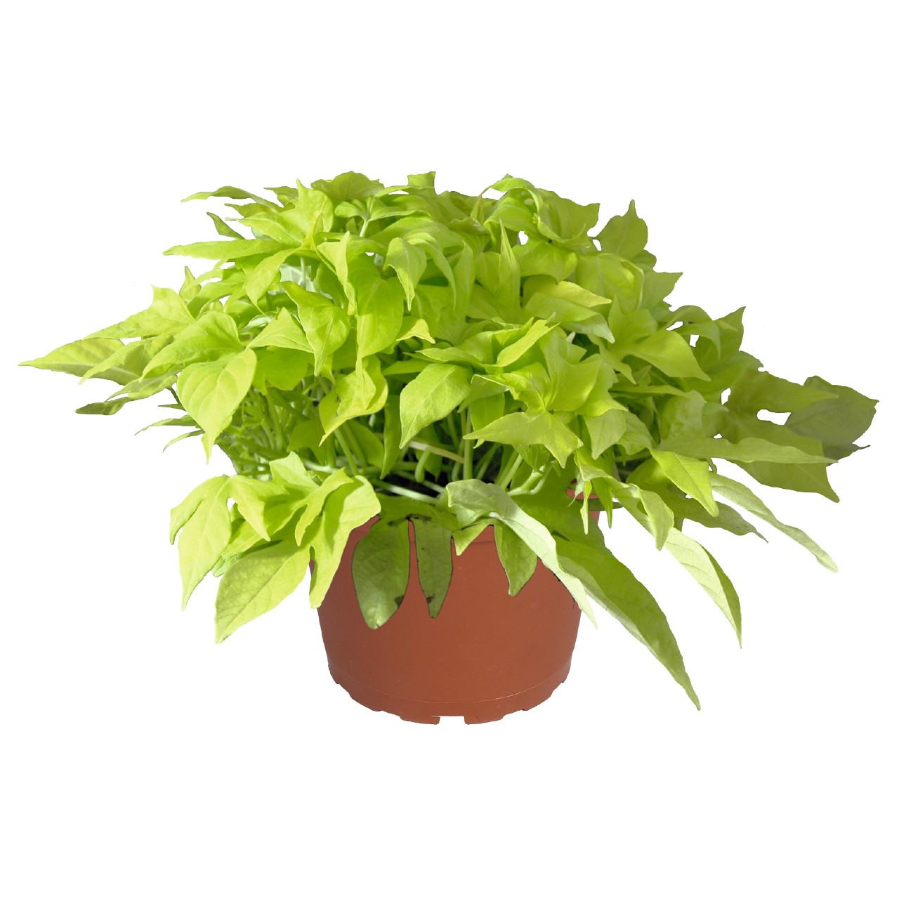Ипомея Bright Ideas Lime
