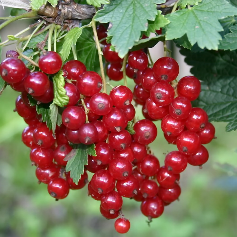 smorodina-ribes-krasnaya
