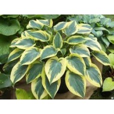 Хоста (Hosta First Frost)