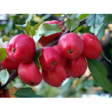 Яблоня Китайка (Malus)