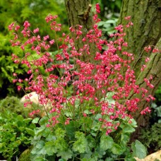 Гейхера кроваво-красная (Heuchera sanguinea Leuchtkafer)