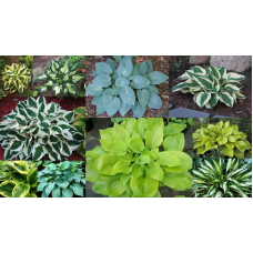 Хоста в ассортименте (Hosta in sort)