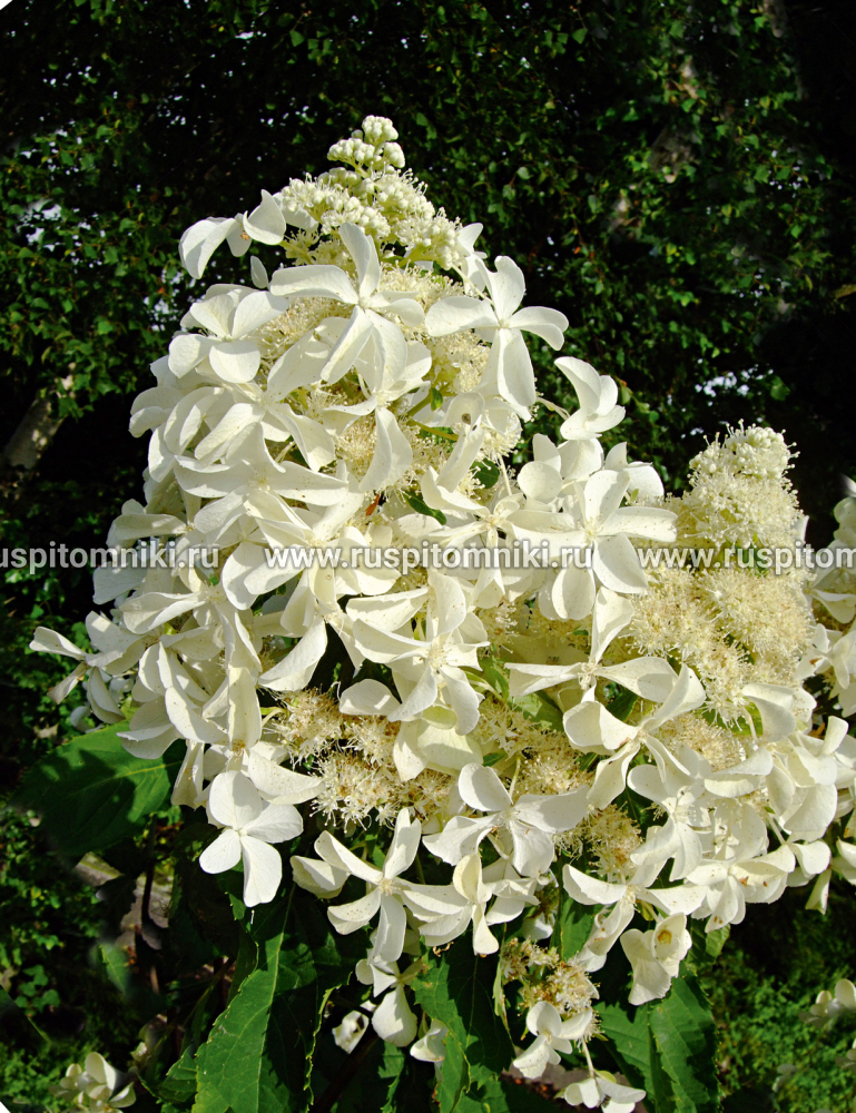 Гортензия метельчатая Levana` = `Cov