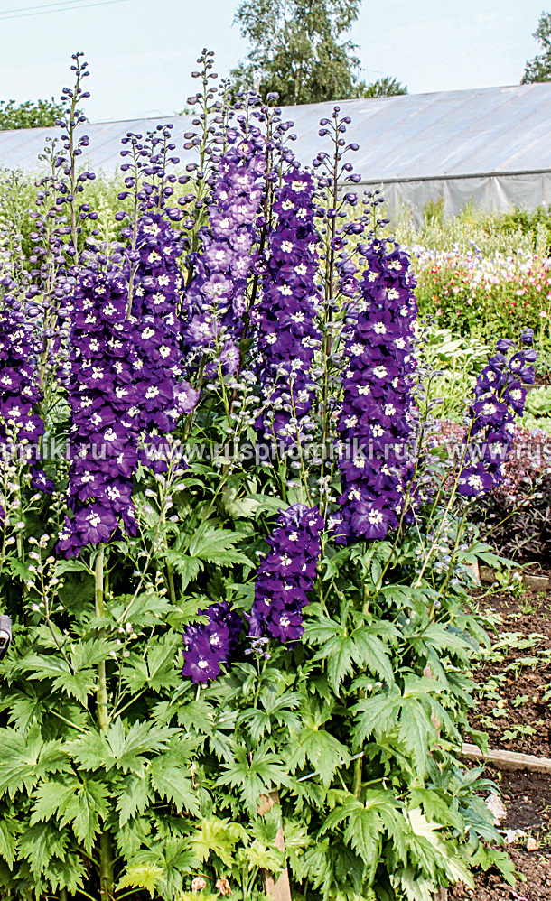 Дельфиниум культурный Purple Passion